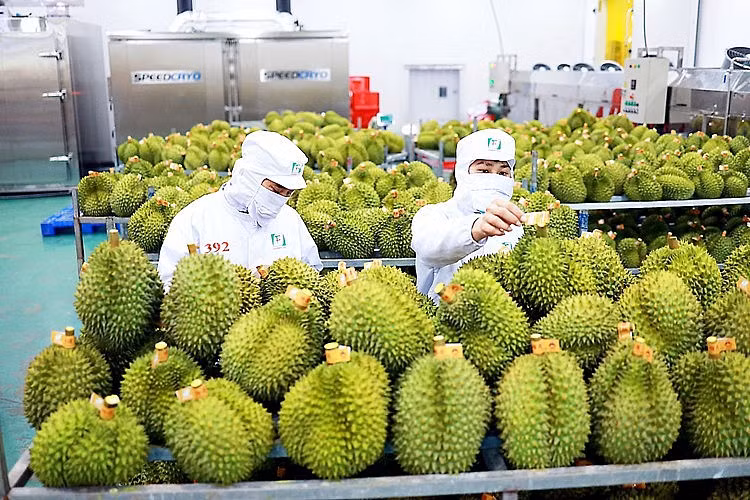 Durián, una de las frutas vietnamitas exportadas oficialmente a China. (Fotografía: VNA)