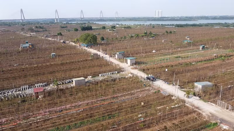 Áreas de cultivo de melocotoneros de la aldea de Nhat Tan se encuentran a lo largo del río Rojo y se extienden hasta donde alcanza la vista.