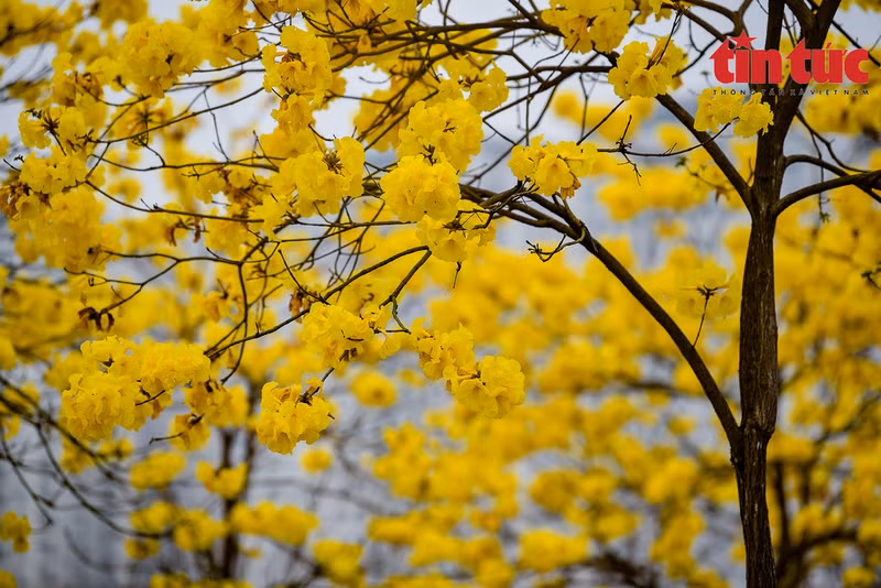 Esta flor se encuentra en Brasil, Bolivia, Perú, Paraguay, y Argentina.