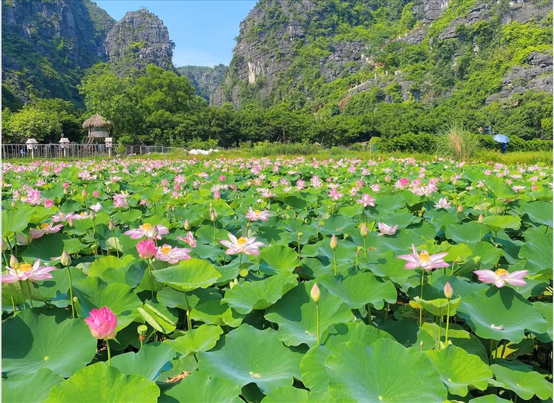 El loto en Ninh Binh. (Fotografía: VNA)