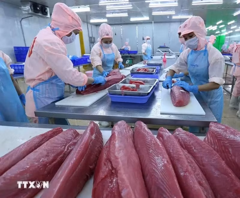 El procesamiento de atún para la exportación a los mercados estadounidense y europea. (Fotografía: VNA)
