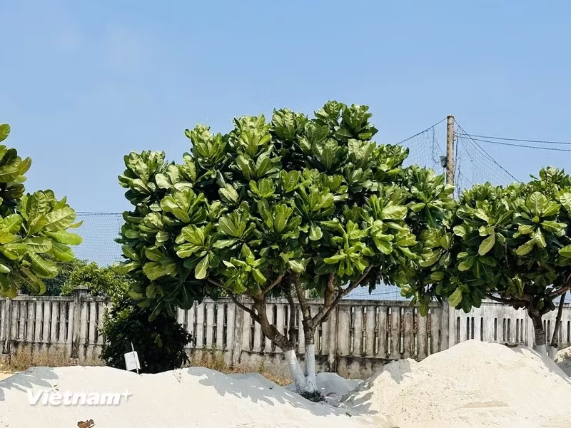 En la isla Ly Son, los árboles de barringtonia asiática están por todas partes, desde pagodas, cuevas hasta caminos, alrededor del monumento de la Galería de la Flotilla Hoang Sa y casas comunales del pueblo.