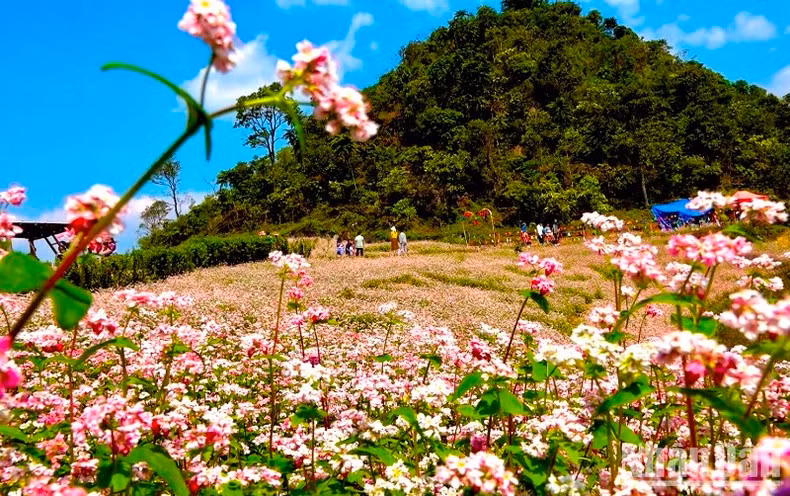 Las flores violetas del alforfón.