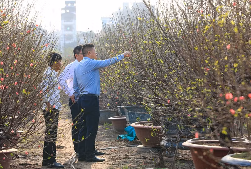 Todavía faltan 20 días para el Tet 2024, pero numerosos clientes acuden a los jardines para elegir melocotoneros y ramas favoritas de esta planta.