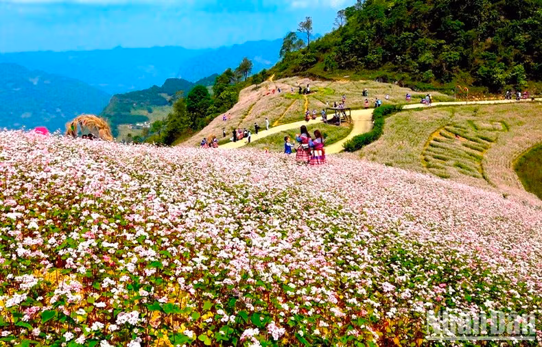 Durante estos días, las colinas de flores de alforfón se vuelven más atractivas para los turistas.