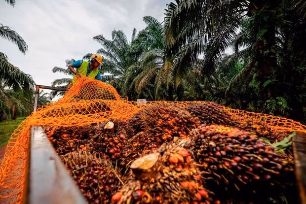 (Fotografía: Bernama)