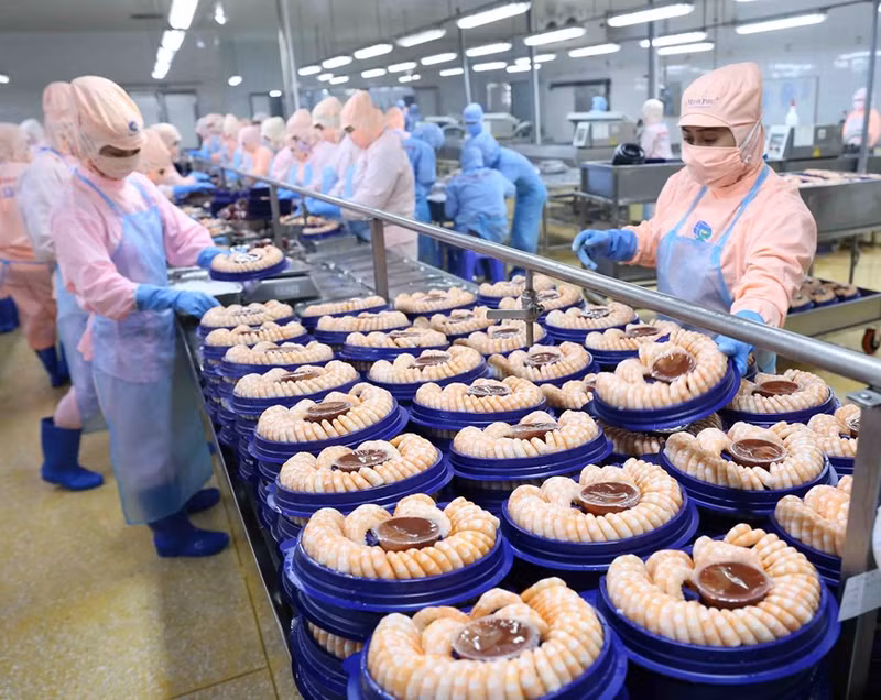 Hasta la fecha, los productos pesqueros de Vietnam han sido exportados a 170 países y territorios. En la foto: El procesamiento de camarones para la exportación a los mercados de EE.UU. y Japón, por la corporación de mariscos Minh Phu. (Fotografía: VNA)
