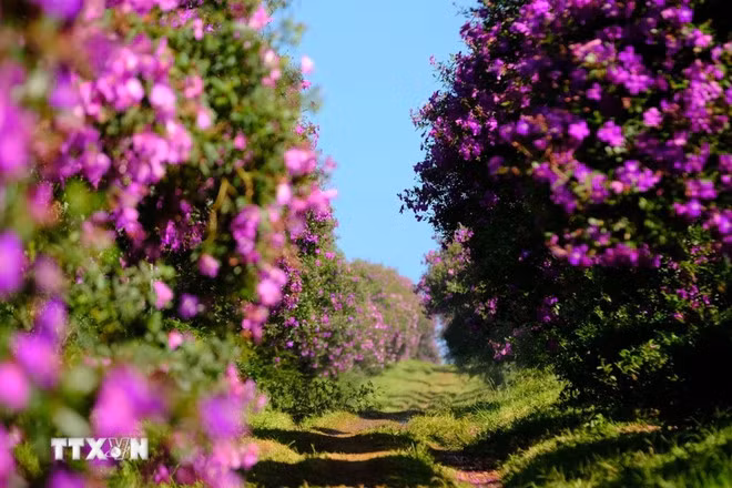 Las flores moradas "mua" muestran su belleza junto a una colina de té en la comuna de Dam Bri, ciudad de Bao Loc, provincia de Lam Dong. (Foto: VNA)