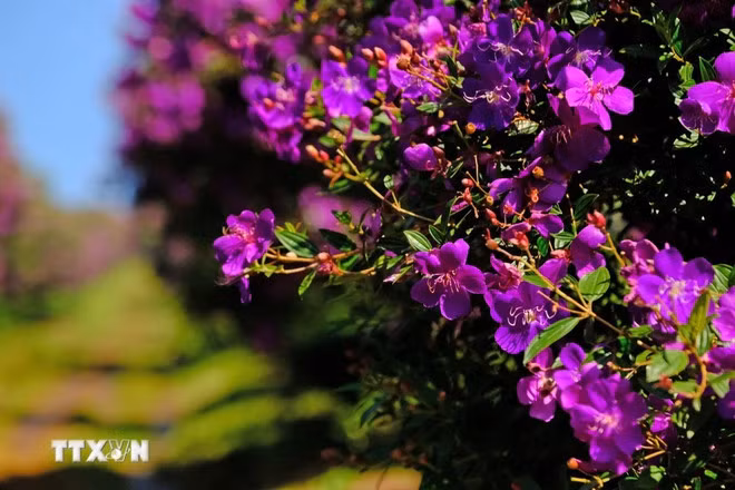 Las flores moradas "mua" abren sus pétalos durante todo un mes, etapa ideal para que los turistas las visiten los fines de semana. (Foto: VNA)