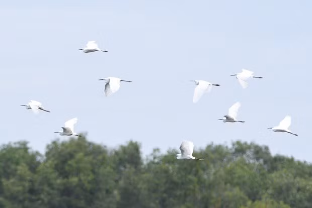La restauración ecológica no solo ayuda a las grullas, sino también a todas las especies de animales y plantas en el Parque Nacional de Tram Chim. (Fuente: nongnghiep.vn)