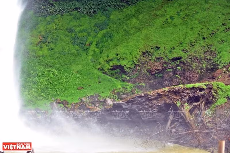 Los musgos crecen a la orilla de la cascada. (Fotografía: VNA) Los musgos crecen a la orilla de la cascada. (Fotografía: VNA)