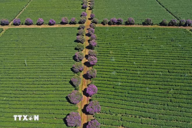 Se plantan flores "mua" a lo largo de los senderos entre las colinas de té. (Foto:VNA)