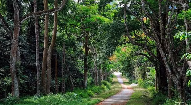 El Parque Nacional de Cuc Phuong en la provincia de Ninh Binh. (Fotografía: VNA)