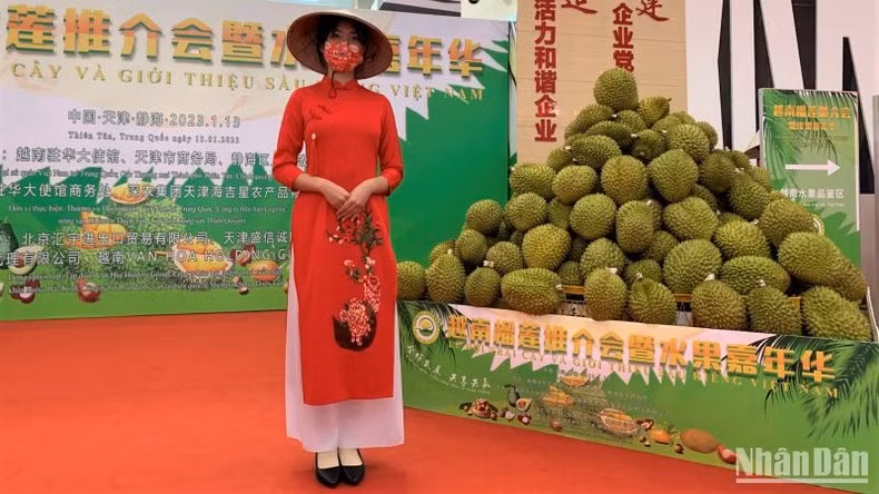Presentan durián vietnamita en Tianjin. (Fotografía: Nhan Dan)