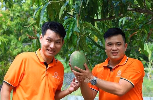 Se presenta mango fresco de Cam Lam, provincia de Khanh Hoa, en el sitio web. (Foto: VNA)