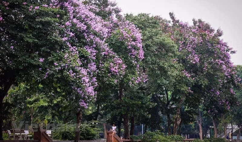 Árboles de Bang lang también se plantan en los parques para brindar espacios frescos a los caminantes. (Foto: Vietnamplus)