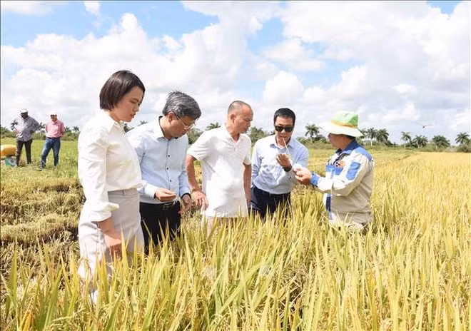 El embajador de Vietnam en Cuba, Le Quang Long (segundo desde la izquierda) visita el campo del arroz en el programa de cooperación piloto del cultivo de arroz entre la empresa vietnamita AgriVMA y los agricultores cubanos. (Foto: VNA)
