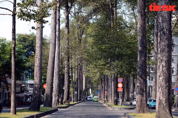 La calle Truong Dinh (Distrito 1) está bordeada de árboles centenarios, lo que crea sombra para ayudar a los caminantes a sentirse más cómodos. (Fuente: VNA)