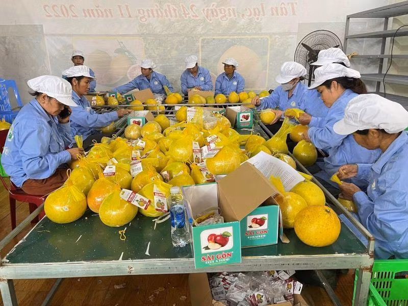 Primeros pomelos rojos de Hoa Binh llegan al Reino Unido