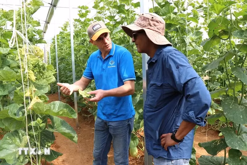 El periódico francés Le Monde califica la provincia norteña vietnamita de Son La como un modelo de desarrollo agrícola ecológico. (Foto: VNA)