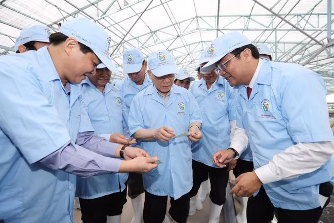 El secretario general Nguyen Phu Trong visita el modelo de cultivo superintensivo de camarón en el área cerrada de la empresa Viet Uc - Bac Lieu en la comuna de Vinh Thinh, distrito de Hoa Binh, provincia de Bac Lieu. (febrero de 2017). (Foto: Tri Dung-VNA)