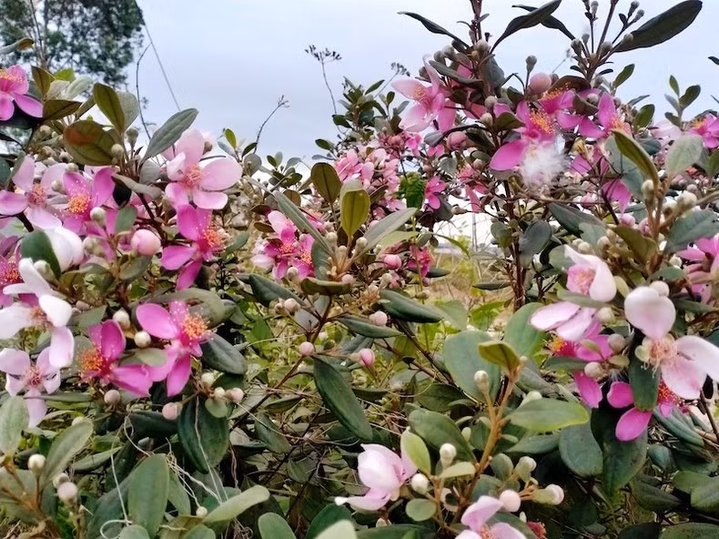 Hoa Sim (Rhodomyrtus tomentosa), una marca privada de la comuna de Hai Son, en Mong Cai. Hoa Sim (Rhodomyrtus tomentosa), una marca privada de la comuna de Hai Son, en Mong Cai.
