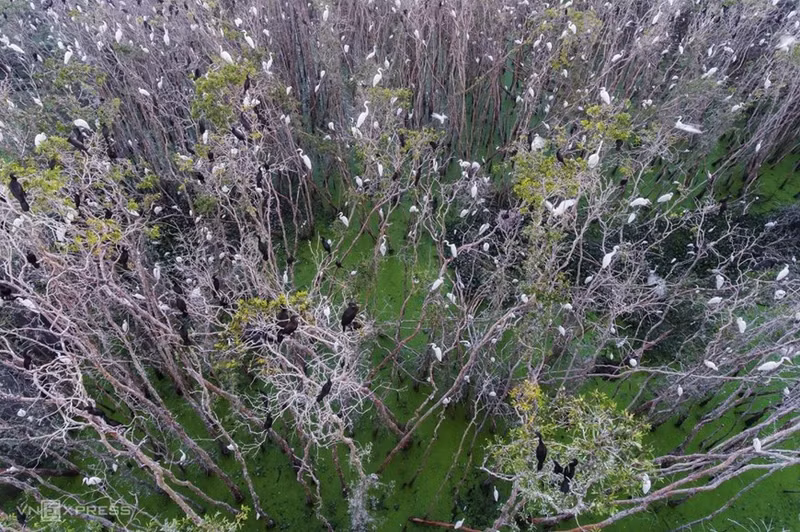 El bosque de melaleuca Tan Lap es un famoso destino de ecoturismo de Long An, con encantadores ríos y plantas de melaleuca que se extienden hasta donde alcanza la vista. Especialmente en la primavera, bandadas de cigüeñas regresan al lugar. (Foto: vnexpress.net)