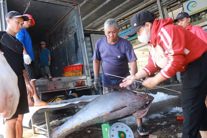 Pesca de tuna en la provincia de Khanh Hoa. (Foto: VNA)
