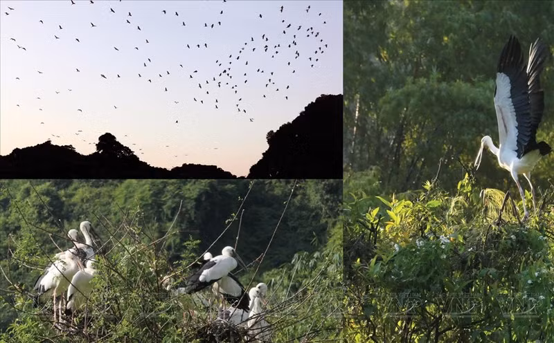 El número de aves en el jardín asciende a decenas de miles de individuos. (Fuente: VNA) El número de aves en el jardín asciende a decenas de miles de individuos. (Fuente: VNA)