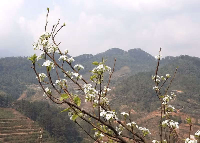 La flor de peral es una de las típicas de la comuna de Pung Luong, distrito de Mu Cang Chai. (Foto: VNA) La flor de peral es una de las típicas de la comuna de Pung Luong, distrito de Mu Cang Chai. (Foto: VNA)