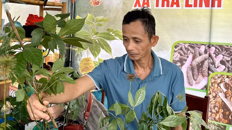 El festival tiene por finalidad promover la marca de Ginseng Ngoc Linh. 