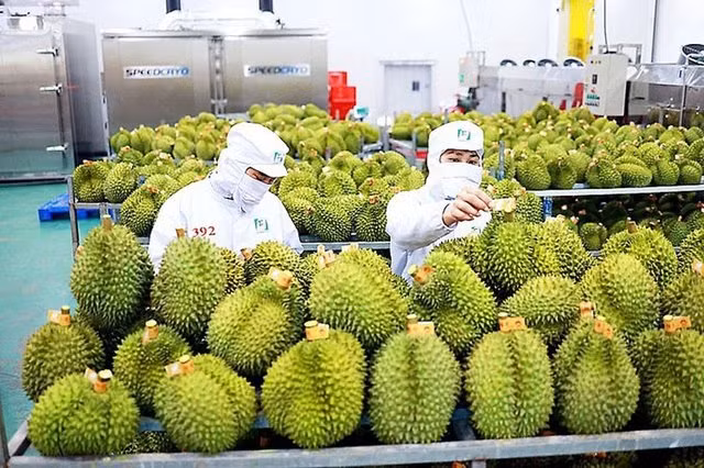 El durián es conocido como la "fruta rey" porque representa casi la mitad de las exportaciones de frutas y hortalizas. (Foto: Periódico Inversiones)