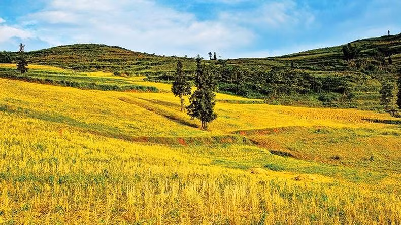 Los arrozales se ven como una tela suave que se adapta al terreno ondulado de la montaña.