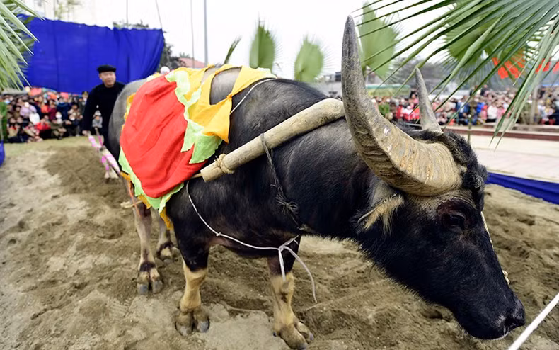 El ritual de ir al campo de labranza.
