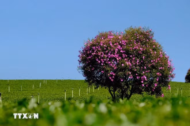 Las flores moradas "mua" abren sus pétalos durante todo un mes, etapa ideal para que los turistas las visiten los fines de semana. (Foto: VNA)