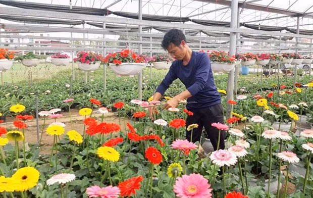 El modelo de cultivo de flores en la comuna de Tich Giang recibe ayuda financiera del Fondo de Promoción Agrícola de la ciudad capital. (Fotografía: hanoimoi.com.vn)