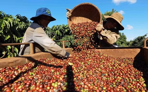 Cosecha de café en áreas del cultivo de la compañía de importación y exportación Simexco Daklak (Fuente:VNA)