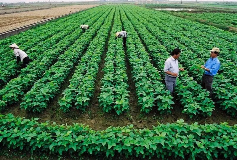 El desarrollo agrícola sostenible no puede prescindir del papel de las cooperativas. (Foto ilustrativa. Foto: vneconomy.vn)