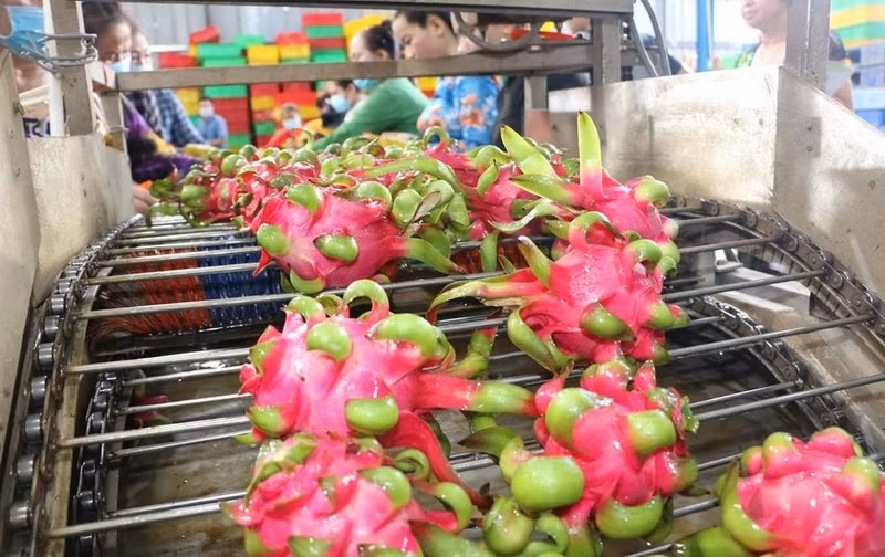 Procesamiento de pitahaya para exportación. (Foto: VNA)