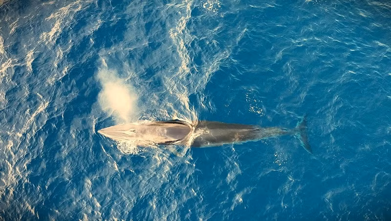 La ballena, de ocho metros de largo y de unas dos toneladas de peso. 