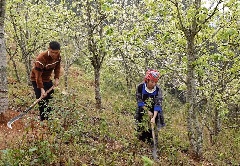 En la comuna de Pung Luong, distrito de Mu Cang Chai, existen muchos modelos de cultivo de peras que aportan alta eficiencia económica a los pobladores locales. (Foto: VNA) En la comuna de Pung Luong, distrito de Mu Cang Chai, existen muchos modelos de cultivo de peras que aportan alta eficiencia económica a los pobladores locales. (Foto: VNA)