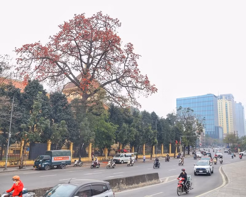 Un árbol de la ceiba común en una esquina de la calle Tran Quang Khai. (Foto: VNA) Un árbol de la ceiba común en una esquina de la calle Tran Quang Khai. (Foto: VNA)