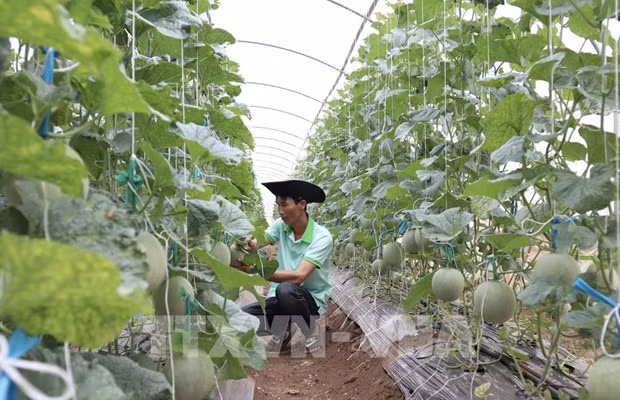Huerto de melón orgánico utilizando vermicompost en Ninh Son, provincia de Ninh Thuan (Fuente: VNA)