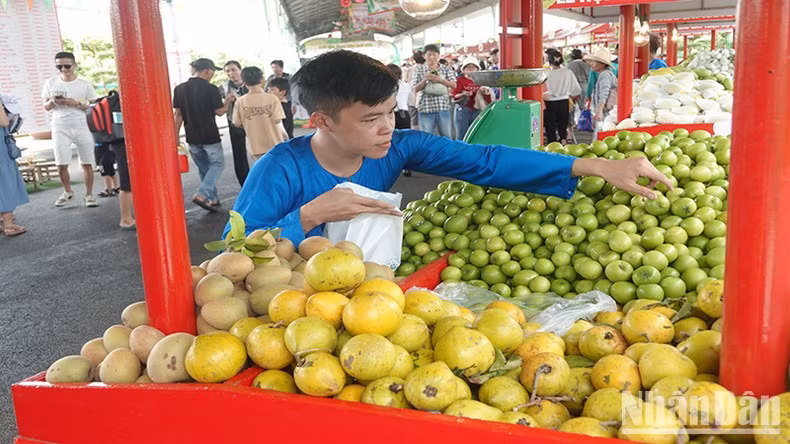 Presentan diversidad de frutas en el festival. Presentan diversidad de frutas en el festival.