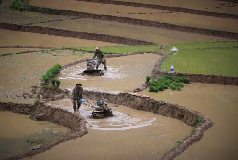 Los campos en terrazas en Khun Ha, distrito de Tam Duong, provincia vietnamita de Lai Chau, se encuentran en la siembra, gracias a las lluvias. (Foto: VNA)