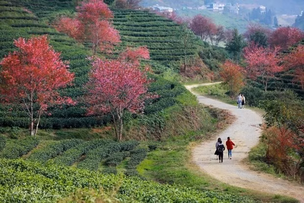 Florecen melocotones silvestres en zona montañosa vietnamita. (Foto: Internet)