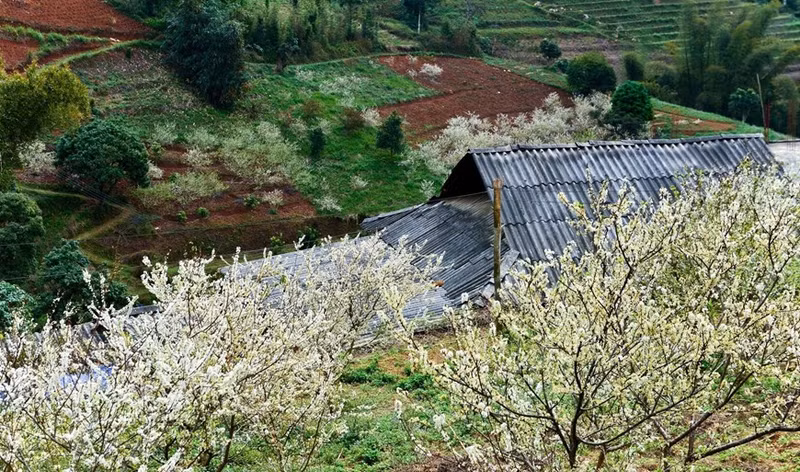 Las flores del ciruelo brotan desde finales de enero hasta febrero. (Fotografía: VNA)