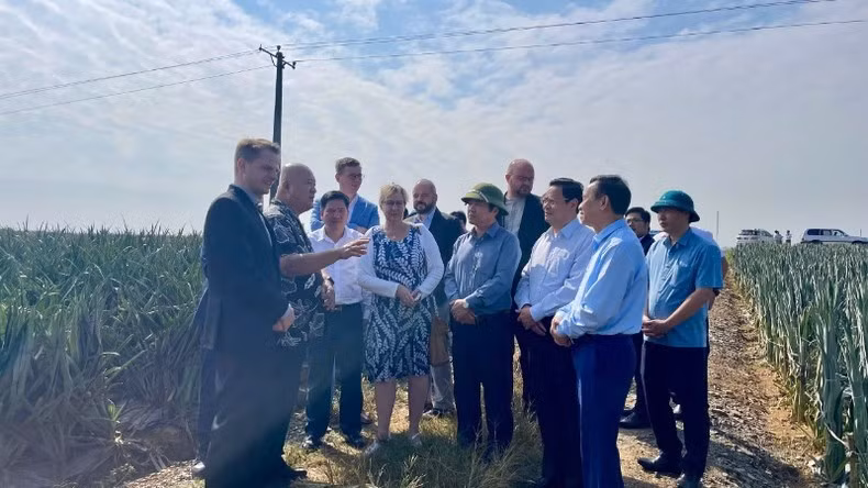 La delegación de alto nivel del Partido de Izquierda de Alemania visita los campos de piña de la empresa exportadora de alimentos Dong Giao, en la ciudad de Tam Diep.