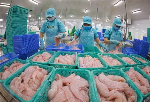 Procesamiento de mariscos para exportación. (Foto: VNA)