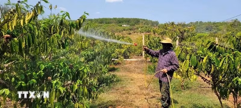 Un camboyano en su campo. (Foto: VNA)